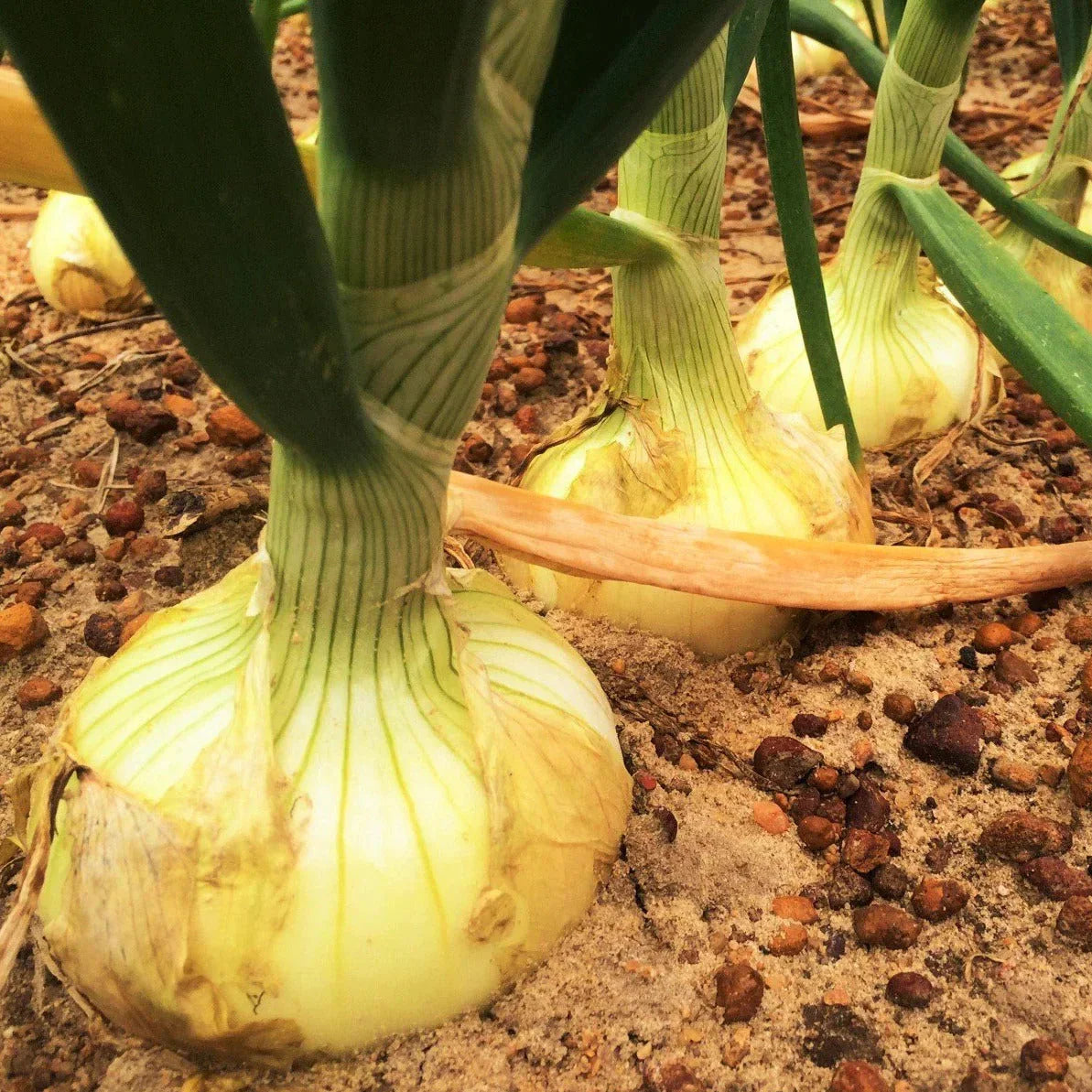Vidalia Onion Seeds - Yellow Granex Variety, Allium cepa, Sweet Mild Flavor, 100 Seeds for Planting 2025