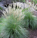 Large Live Adagio Maiden Grass Clump - Miscanthus sinensis 'Adagio' - Fully Rooted Ornamental Grass Plant