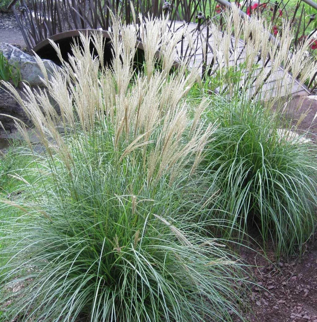 Large Live Adagio Maiden Grass Clump - Miscanthus sinensis 'Adagio' - Fully Rooted Ornamental Grass Plant