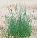 Wild Garlic Live Plants Set of 6 | Perennial Allium ursinum Freshly Dug for Garden, Culinary, Shade Tolerance