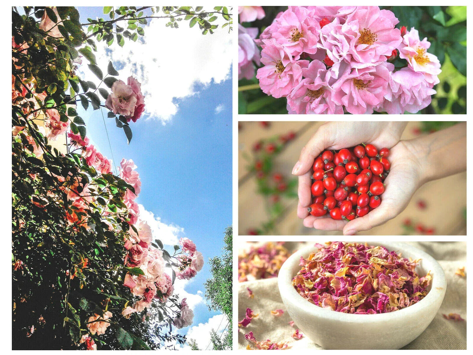 Pink Flowering Rosehip Seeds – Rosa Canina – Wild Rose Bush, Perennial Shrub, Spring Blooms, Drought Tolerant, Easy to Grow, US Seller