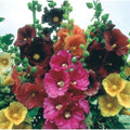 Hollyhock Seeds Mixed Colors - Alcea rosea Flower Seeds for Garden, Borders, and Cut Flowers, 100+ Seeds