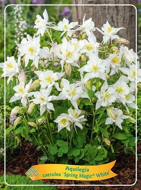Columbine Live Bare Root Perennials Set of 2 - White Aquilegia caerulea Spring Magic, Flowering Ground Cover
