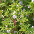 Summer Savory Herb Seeds, Non-GMO, Chubrica Variety, Compact Growth, Culinary Herb, Satureja hortensis, Multiple Sizes