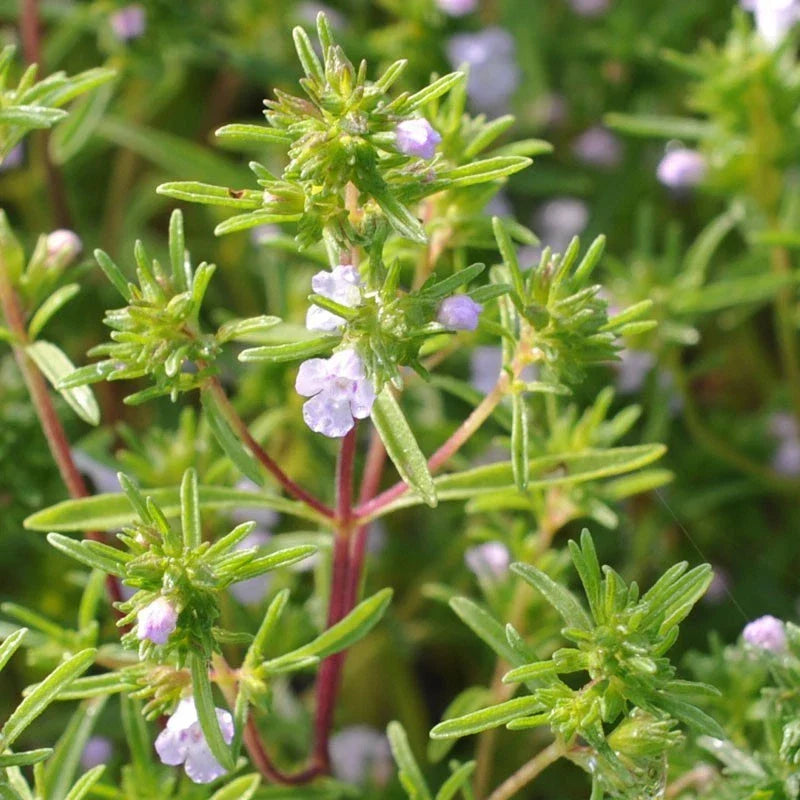 Summer Savory Herb Seeds, Non-GMO, Chubrica Variety, Compact Growth, Culinary Herb, Satureja hortensis, Multiple Sizes