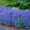 Catnip Seeds Pack - Non-GMO Heirloom Perennial Herb - Bug-Repelling Nepeta cataria - Full Sun to Partial Shade