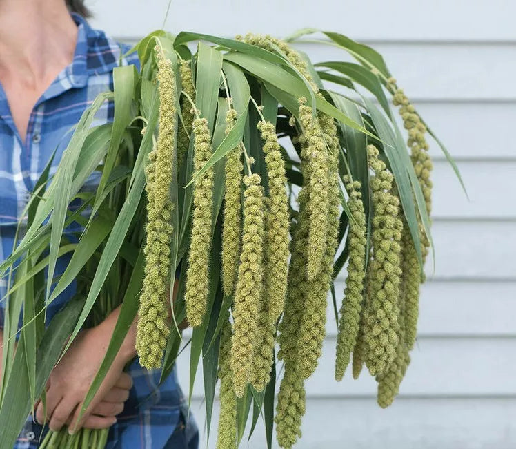 50 Ornamental Grass Seeds - Lime Light Millet (Setaria italica) for Gardens & Landscaping
