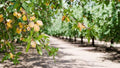Organic Almond Tree Seeds - 10 Seeds Prunus dulcis for Home Garden, Nut Production & Blossoms