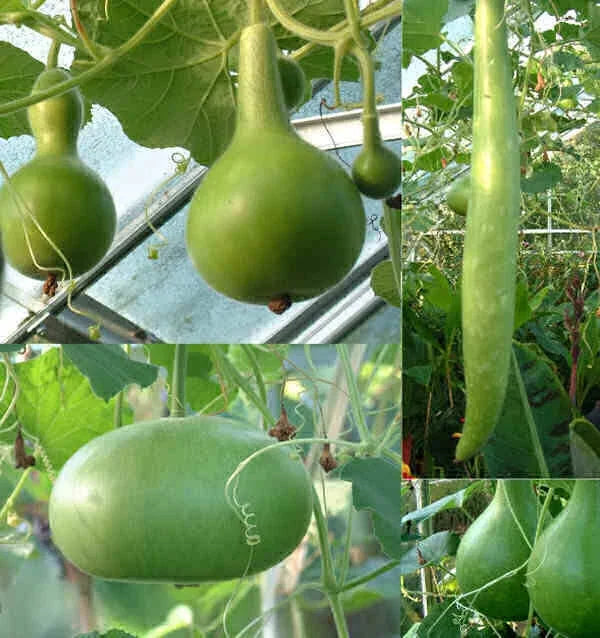 Large Mixed Gourd Seeds for Planting, Ornamental & Culinary, Cucurbita pepo, Vining, Decorative & Crafting