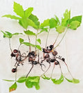 Oak Tree Sapling 6-12 Inches with Roots & Acorn, Quercus spp., Deciduous Landscape Tree for Garden or Landscape