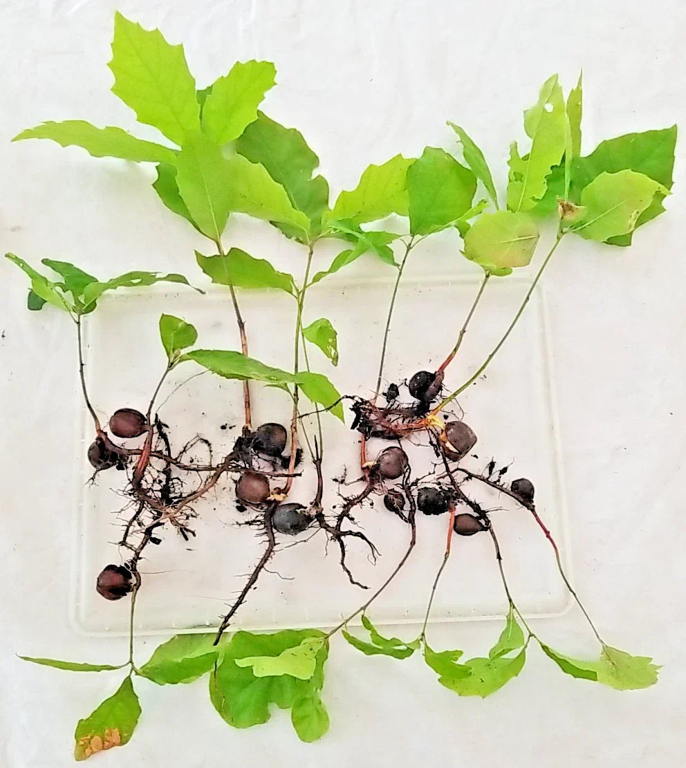 Oak Tree Sapling 6-12 Inches with Roots & Acorn, Quercus spp., Deciduous Landscape Tree for Garden or Landscape