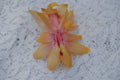 Christmas Cactus Starter Plant - Small Schlumbergera Truncata Indoor Succulent for Home Decor & Gifting