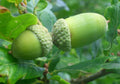 English Oak Acorn Seeds - 50 Pack, Quercus robur, for Reforestation & Landscaping, Zones 4-8
