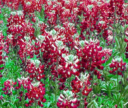 Texas Bluebonnet Seeds - 100 Bulk Lupinus texensis Wildflower Seeds for Garden, Pollinator Attracting, Native Plant Landscaping