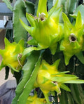 Israeli Yellow Dragon Fruit Cutting - 6-10 Inch Pitaya - Hylocereus megalanthus Cactus Plant