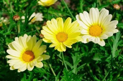Painted Daisy Seeds Packet - Sunshine Yellow - 100 Count - Bellis perennis - Bright, Full Sun, Easy to Grow
