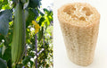 Loofah Sponge Seeds - Heirloom Gourd Pack of 10-100 for Natural Dishcloths - Luffa aegyptiaca