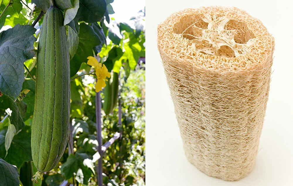 Loofah Sponge Seeds - Heirloom Gourd Pack of 10-100 for Natural Dishcloths - Luffa aegyptiaca