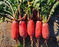 China Rose Radish Seeds - Organic Non-GMO Heirloom Raphanus sativus, Pack of 200+ for Garden Planting