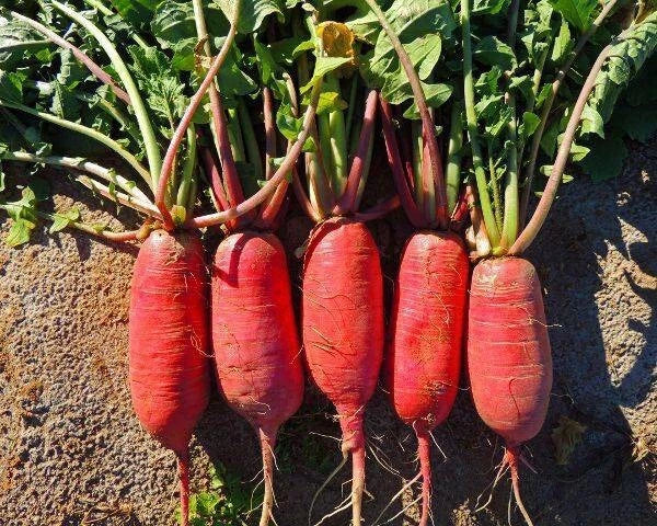 China Rose Radish Seeds - Organic Non-GMO Heirloom Raphanus sativus, Pack of 200+ for Garden Planting