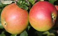 Annie Elizabeth Apple Seeds - 25+ Non-GMO Heirloom Malus domestica for Home Garden & Orchard
