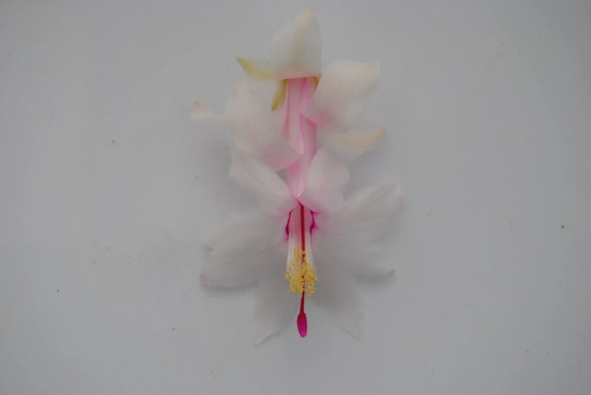 Christmas Cactus Starter Plant - White Modesto Schlumbergera Truncata - Well-Rooted Indoor Plant for Easy Care