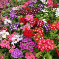 Verbena Seeds - Compacta Mix Dwarf Groundcover - Tender Perennial - Non-GMO - 200 Seeds