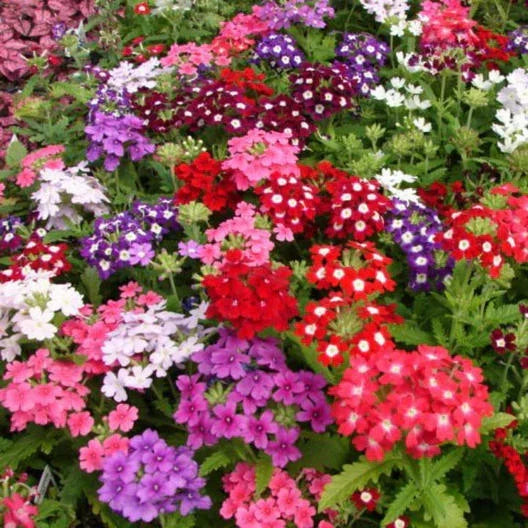 Verbena Seeds - Compacta Mix Dwarf Groundcover - Tender Perennial - Non-GMO - 200 Seeds