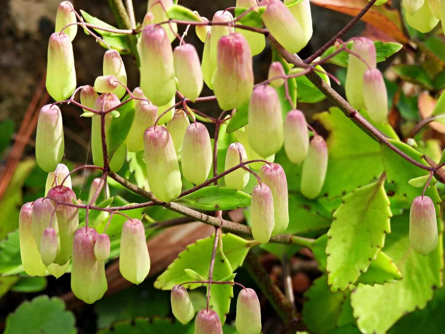 Kalanchoe Pinnata Live Rooted Plant – Leaf of Life Succulent in 4-6 Inch Pot – Indoor/Outdoor Houseplant
