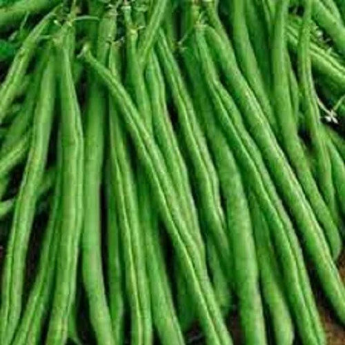 Premium Tendergreen Improved Stringless Bush Bean Seeds - Non-GMO Phaseolus vulgaris, Compact, Full Sun, Packaged Seeds