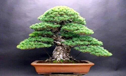 White Spruce Bonsai Seeds - 20+ Picea glauca Conifer for Indoor & Outdoor Gardening