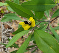 Gopherweed Seeds 25 Pack | Baptisia lanceolata Florida Native Wildflower | Bee Attractor Pollinator Plant