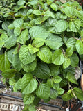 Swedish Ivy Cuttings - 5+ Live Creeping Charlie Plectranthus Australis Indoor Plant for Propagation & Ground Cover