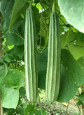 Patola Seeds 15 | Ridge Gourd, Chinese Okra, Angled Luffa Gourd | Luffa acutangula, Climbing Vine Seed Pack