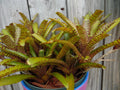 Neoregelia WILD TIGER X ZONATA Bromeliad Plant - Mini Tropical Indoor Plant