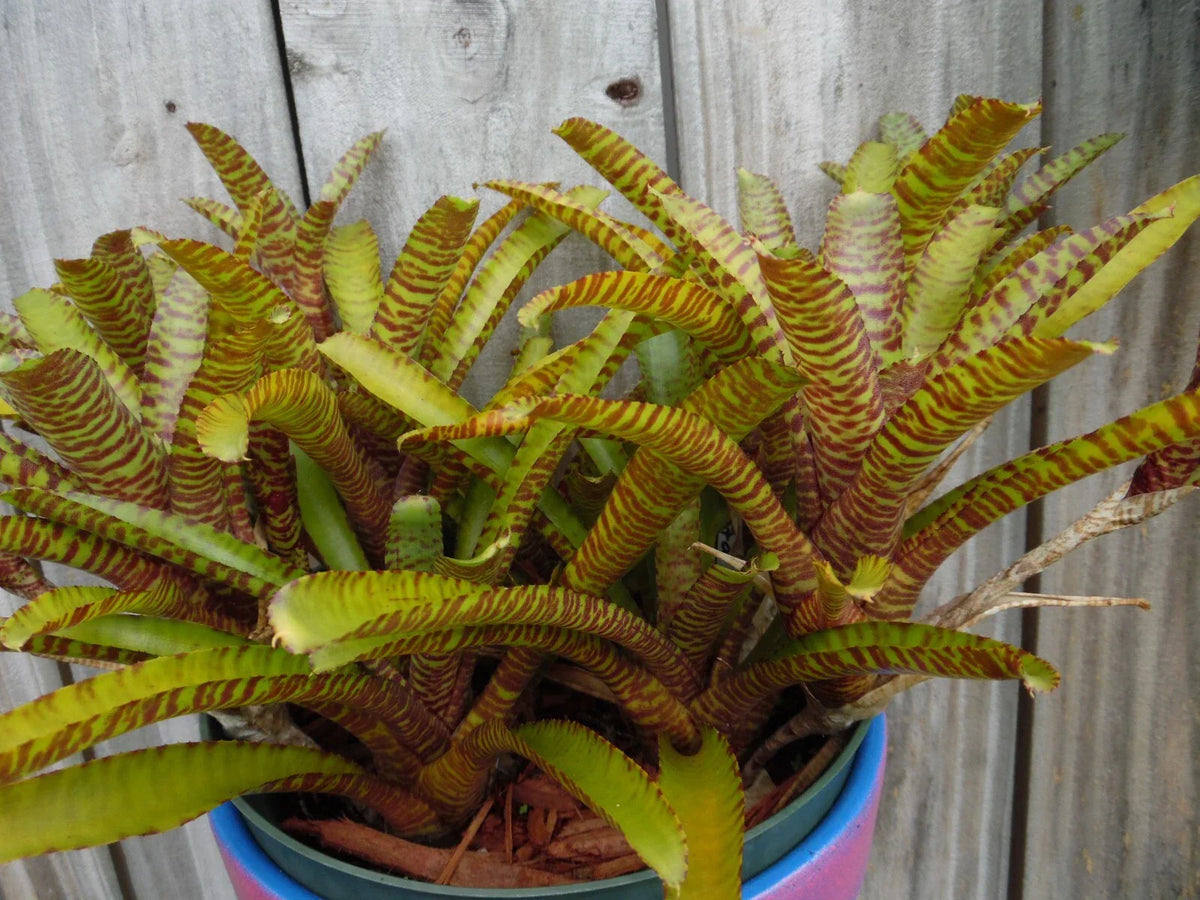 Neoregelia WILD TIGER X ZONATA Bromeliad Plant - Mini Tropical Indoor Plant