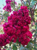 Dynamite Cape Myrtle Seeds - Lagerstroemia indica 'Dynamite' Perennial Flowering Tree - 20 Seeds for Garden, Landscape, Pollinator Attracting