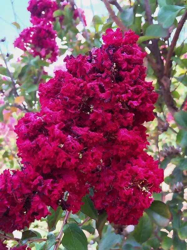 Dynamite Cape Myrtle Seeds - Lagerstroemia indica 'Dynamite' Perennial Flowering Tree - 20 Seeds for Garden, Landscape, Pollinator Attracting