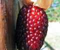 Strawberry Popcorn Seeds - Zea mays Everta - Heirloom Gourmet Non-GMO, Edible & Ornamental, 35 Seeds