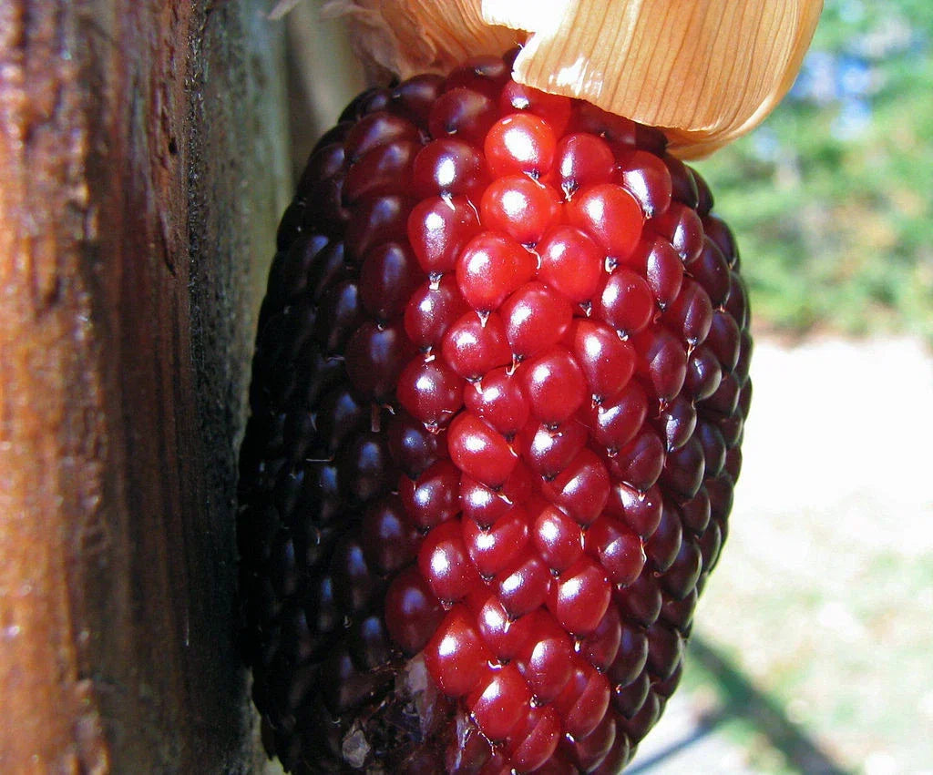 Strawberry Popcorn Seeds - Zea mays Everta - Heirloom Gourmet Non-GMO, Edible & Ornamental, 35 Seeds