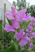 Marion Sweet Pea Seeds - 50+ Pack, Climbing Vine, Fragrant Flowers, Lathyrus odoratus, Non-GMO, Garden Planting, USA Grown