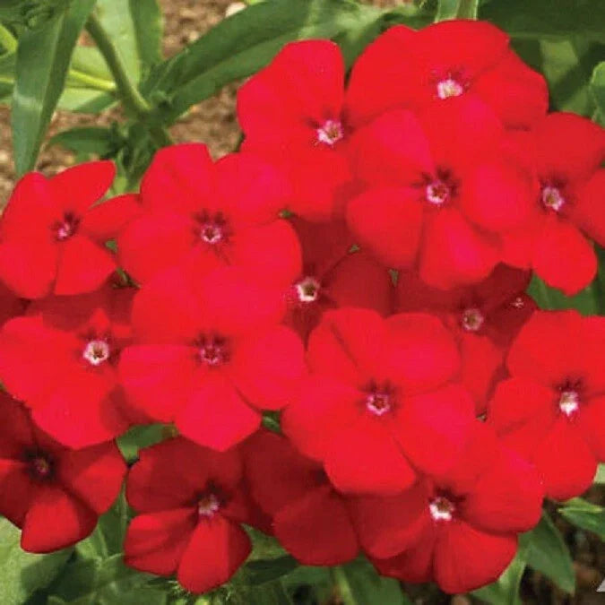 Red Phlox Seeds - 500 Non-GMO Heirloom Flower Seeds for Rock Gardens, Phlox drummondii