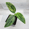 Monstera Standleyana 4" Live Variegated Houseplant | Rare Philodendron Cobra Indoor Plant