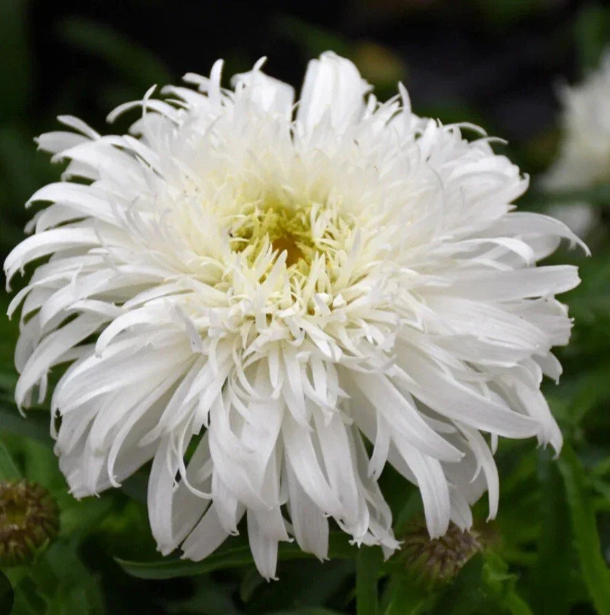 Daisy Marshmallow Plant Seeds - Malva sylvestris Perennial Flowers for Garden & Containers