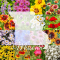 Missouri Wildflower Seed Mix 1/2LB Bulk - Native Wildflowers for Gardens