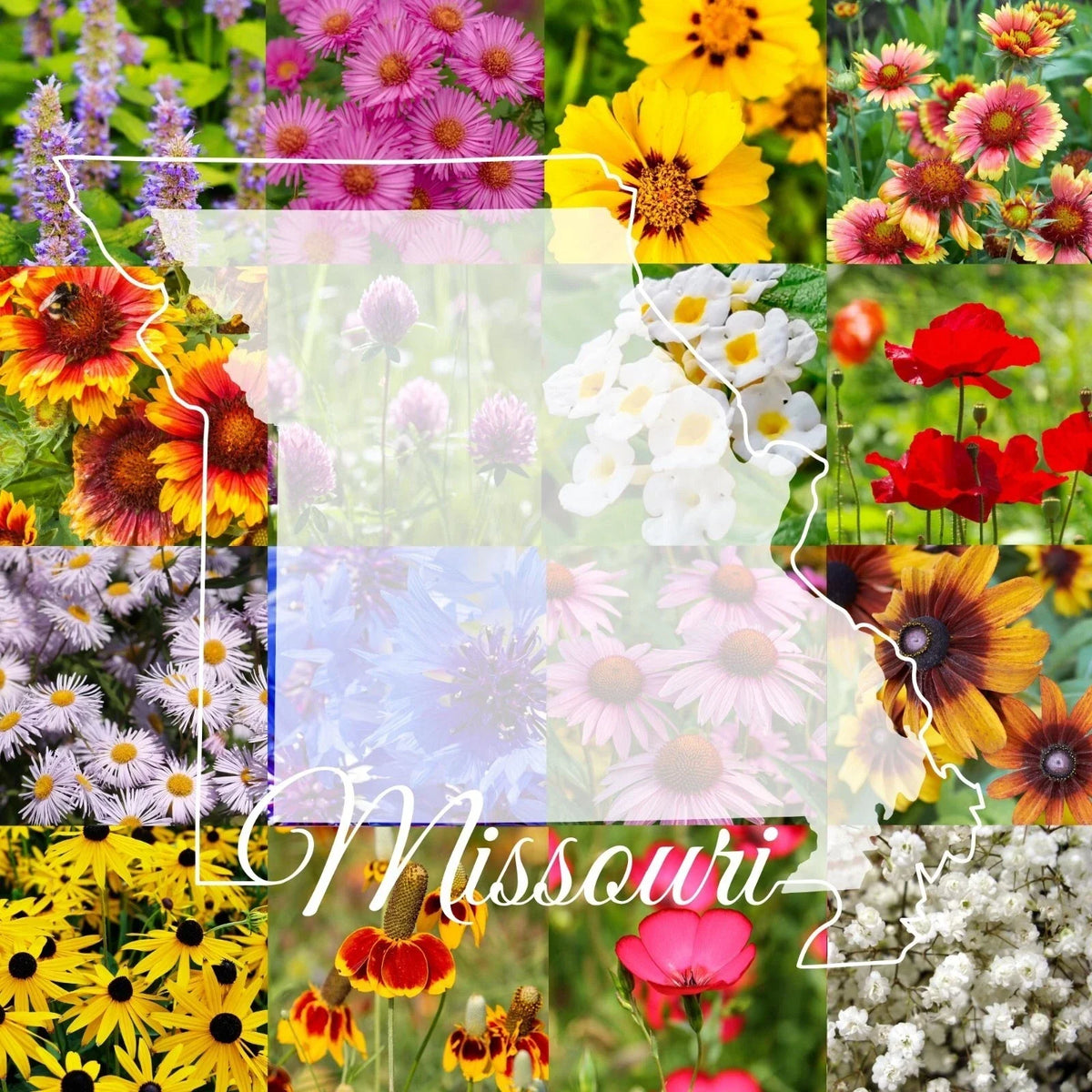 Missouri Wildflower Seed Mix 1/2LB Bulk - Native Wildflowers for Gardens