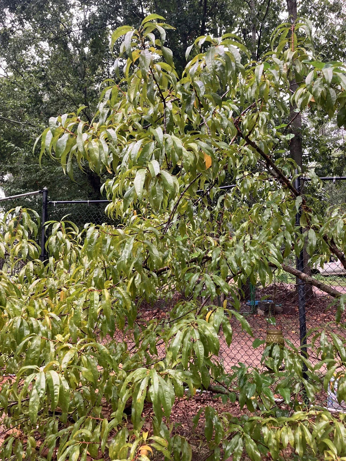 Dwarf Bonfire Patio Peach Tree - Ornamental Live Plant - Small Fruit Tree - Prunus persica