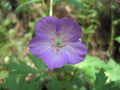 Wild Geranium Bare Root 15 Pack | Geranium maculatum Native Perennial for Gardens & Landscaping