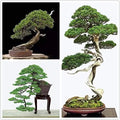 Japanese Black Pine Bonsai Seeds - 30+ Pinus thunbergii Evergreen Tree Seeds for Bonsai Cultivation