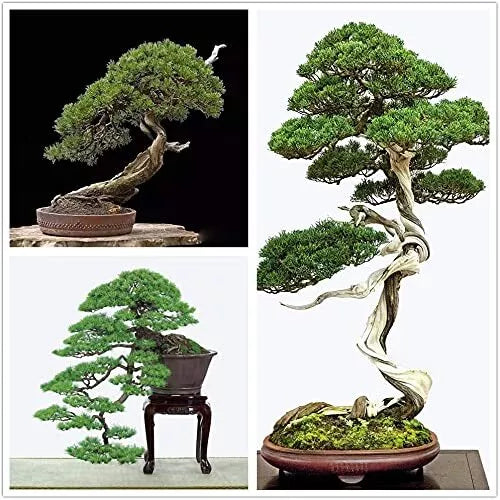 Japanese Black Pine Bonsai Seeds - 30+ Pinus thunbergii Evergreen Tree Seeds for Bonsai Cultivation